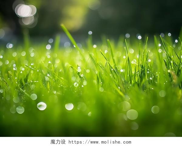 绿色草地特写水珠清新阳光光斑绿色草地春天清新风景美丽的大自然青草植物